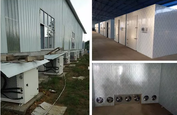 菊花空气能热泵烘干项目 菊花空气能热泵烘干项目