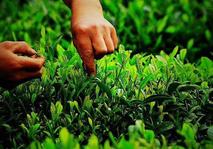 热泵烘干新鲜茶叶