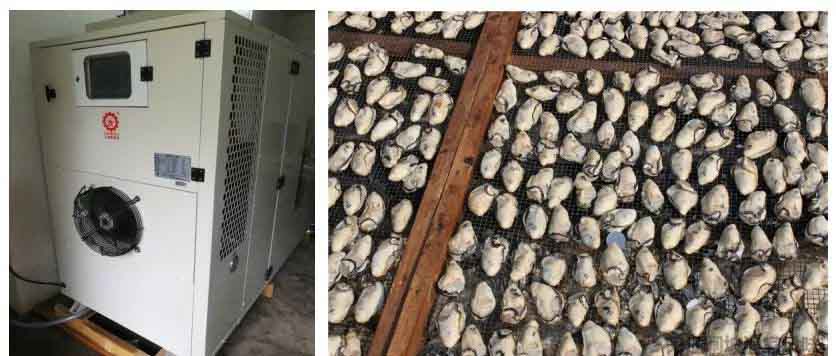 生蚝烘干工艺和最佳温度 生蚝烘干工艺和最佳温度