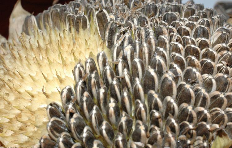 瓜子烘干时间和烘干温度 瓜子烘干时间和烘干温度