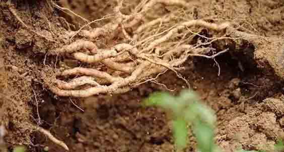 巴戟天烘干工艺 巴戟天烘干工艺