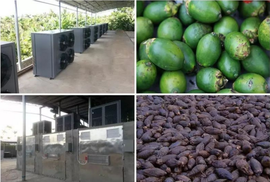 揭开槟榔烘干神秘面纱 揭开槟榔烘干神秘面纱