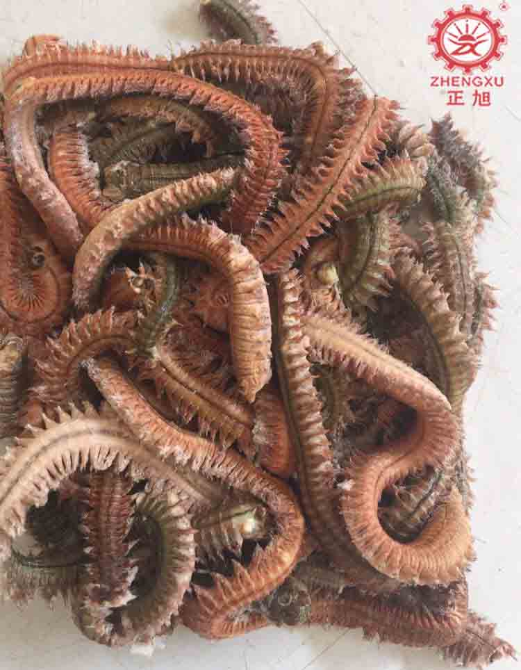 沙蚕烘干设备和烘干工艺