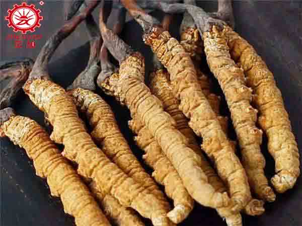 新鲜虫草怎么烘干以及冬虫夏草烘干方法 新鲜虫草怎么烘干以及冬虫夏草烘干方法