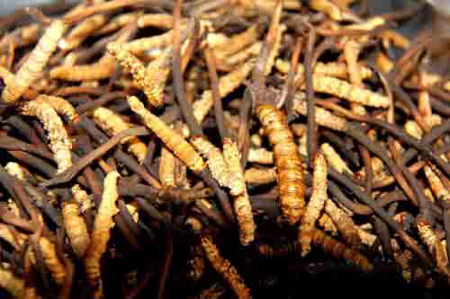 新鲜冬虫夏草烘干方法 新鲜冬虫夏草烘干方法