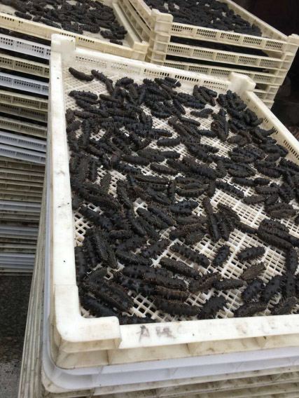 山东蓬莱海参热泵烘干项目