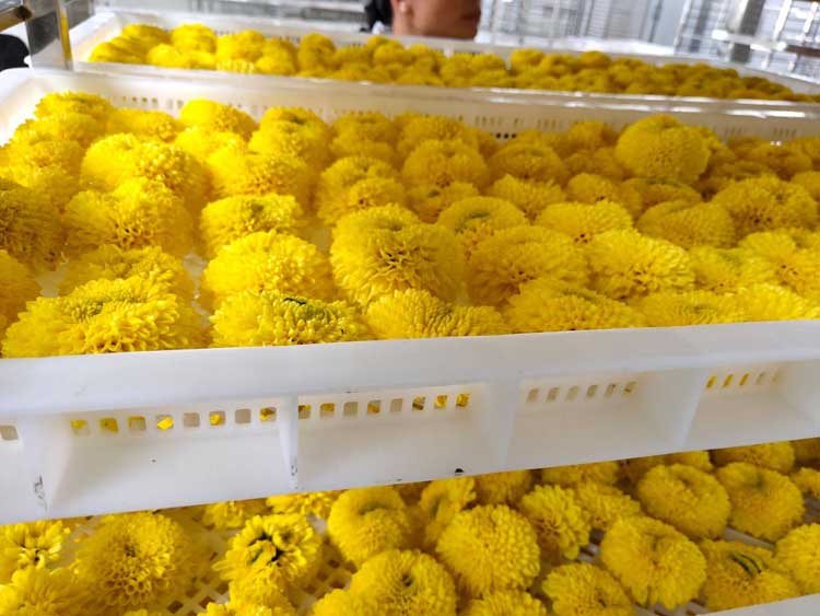 正旭空气能热泵烘干机菊花茶烘干机金丝皇菊茶热泵烘干机项目案例实拍图片 正旭空气能热泵烘干机菊花茶烘干机金丝皇菊茶热泵烘干机项目案例实拍图片